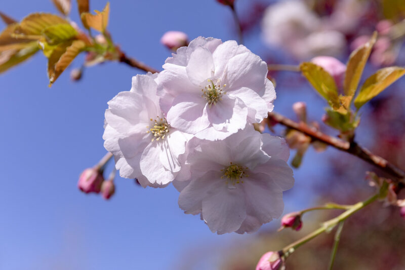 WHAT photography - Spring Suffolk