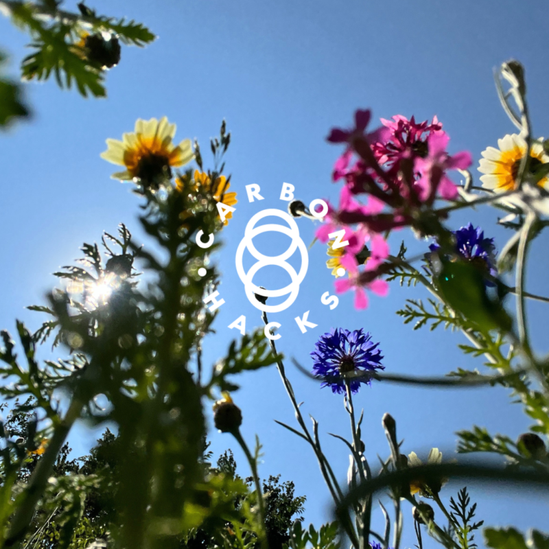 Wildflower takeover